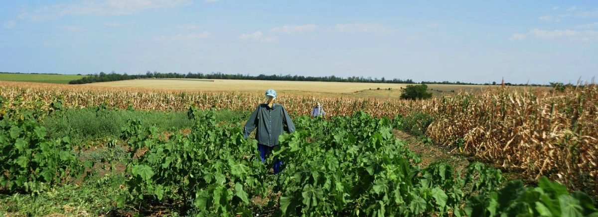 CWi food sector